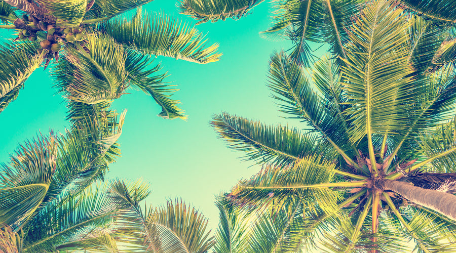 Title: Snack Gifting: The Perfect Summer Companion